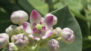 shravanam-jilledu-Calotropis-Procera