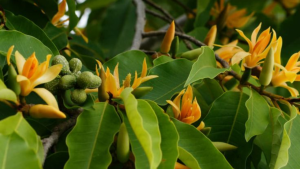 shravanam-sampani-Magnolia-Champaca