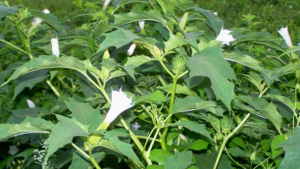 shravanam-umettha-Datura-Metel