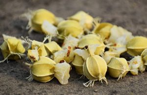 Amla seeds