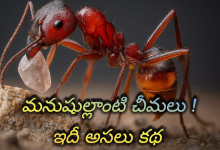 Ants