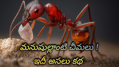 Ants