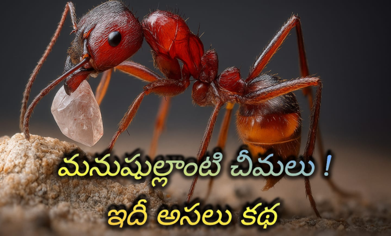 Ants