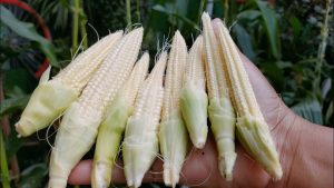 Babycorn