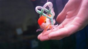 Fish wheelchair