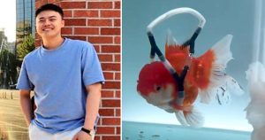 Fish wheelchair