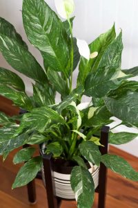 Indoor plants