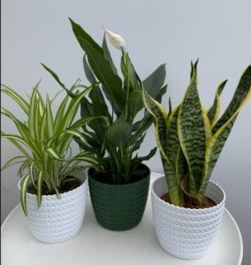 Indoor plants