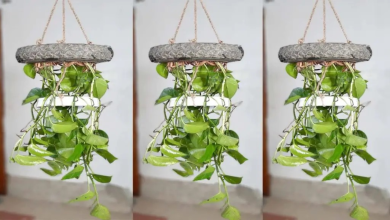 Indoor plants