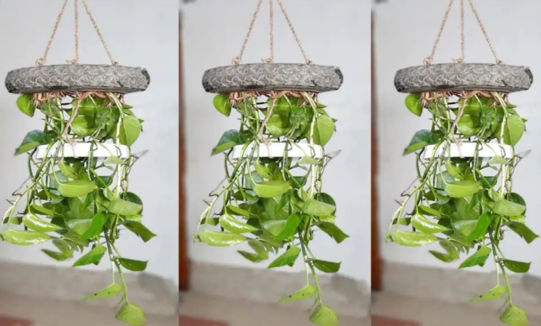 Indoor plants