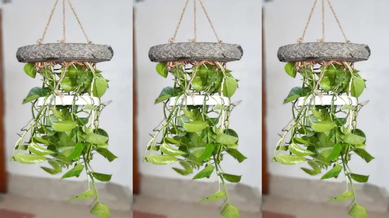 Indoor plants
