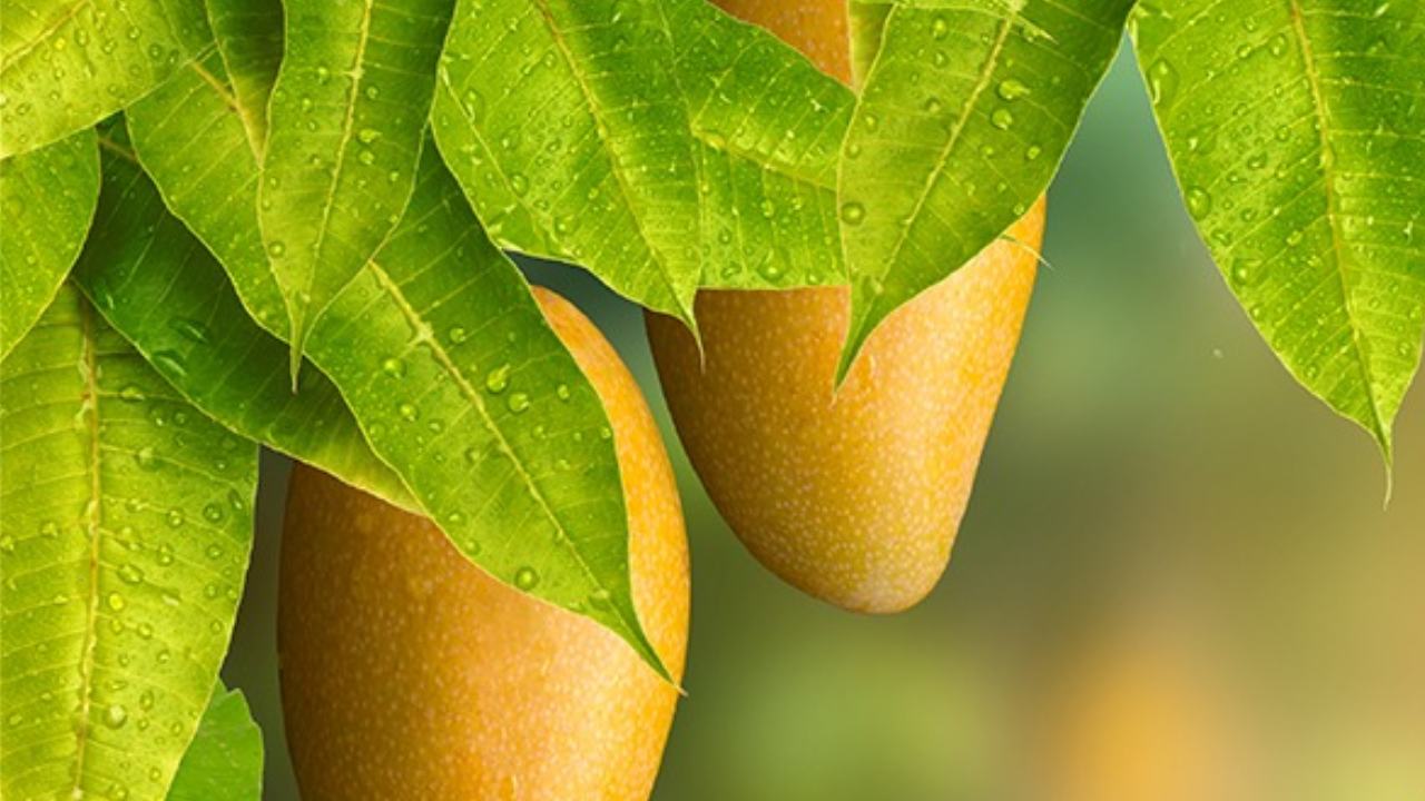 Mango leaves