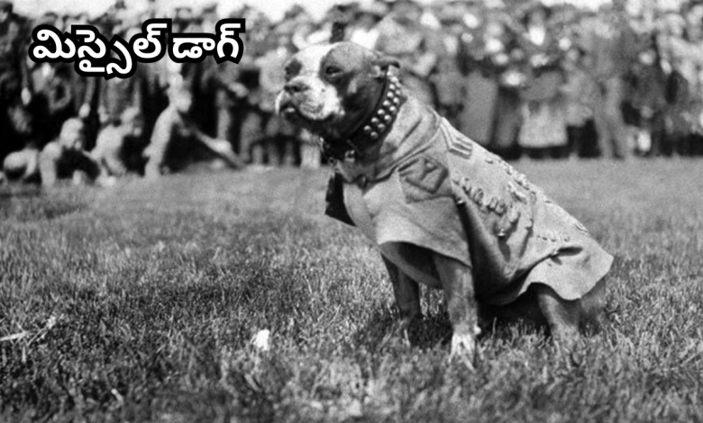 Missile Dogs