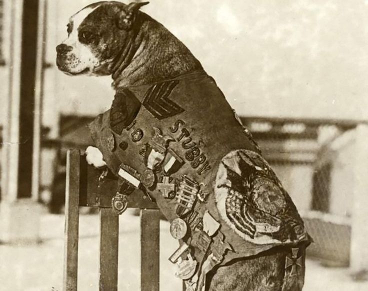 Missile Dogs