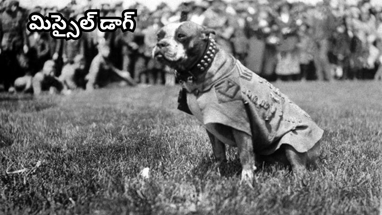 Missile Dogs 