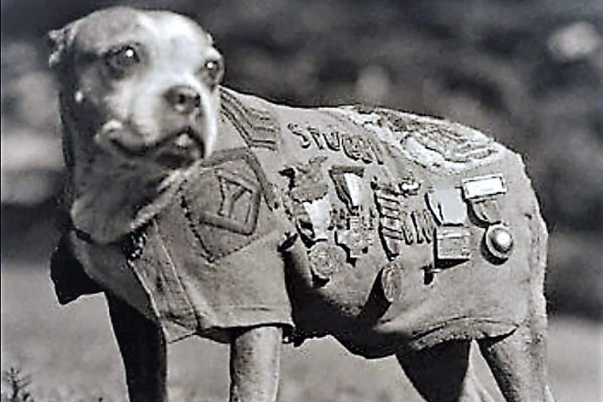 Missile Dogs