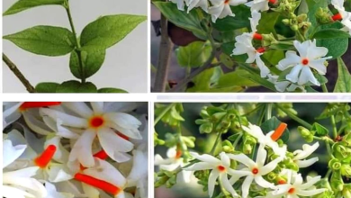 Parijata flowers