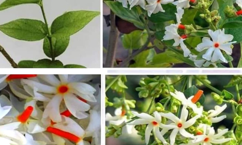 Parijata flowers