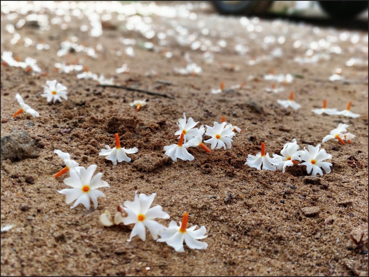 Parijata flowers