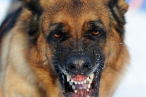 Rabies