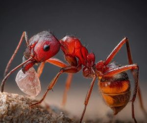 Ants