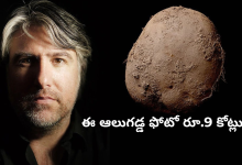 potato