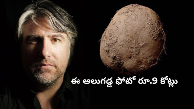 potato