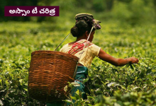 Assam-tea