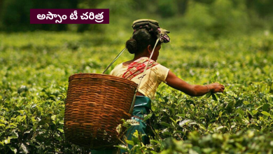 Assam-tea