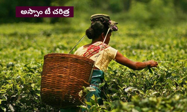 Assam-tea