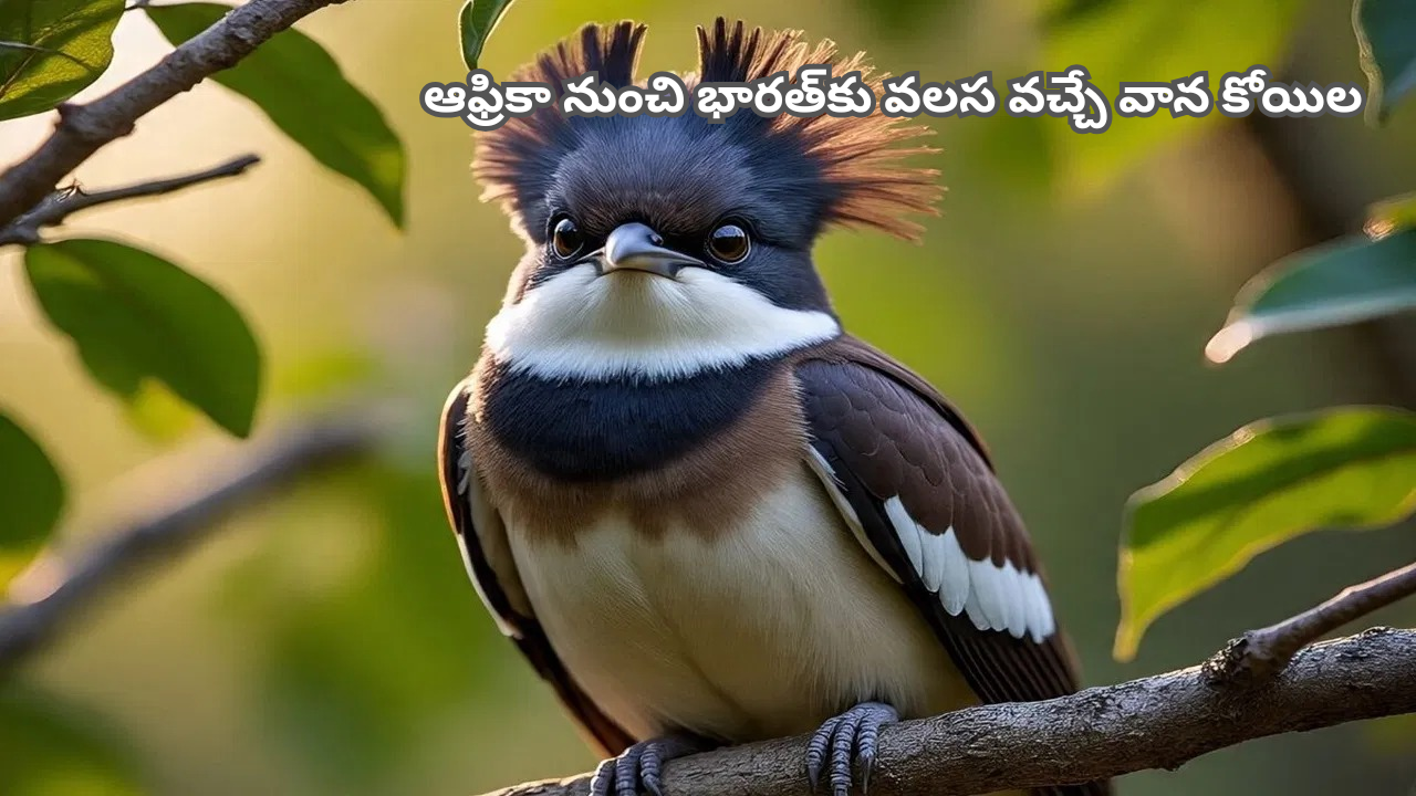 Chataka Bird