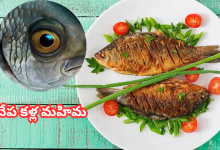 Fish Eyes