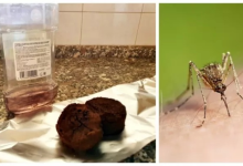 Mosquitoes