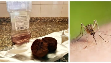 Mosquitoes