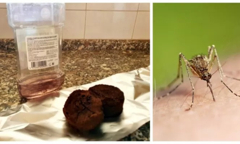 Mosquitoes