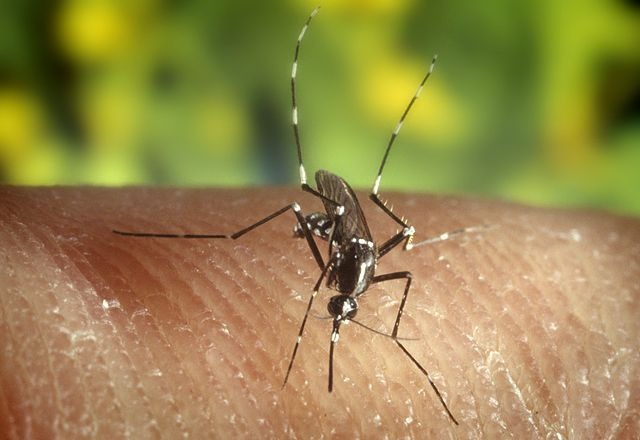 Mosquitoes