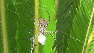 Spiders