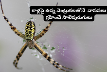 Spiders