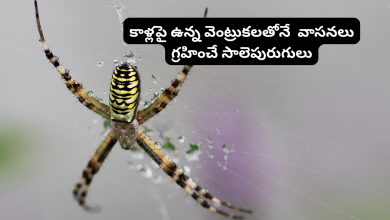 Spiders