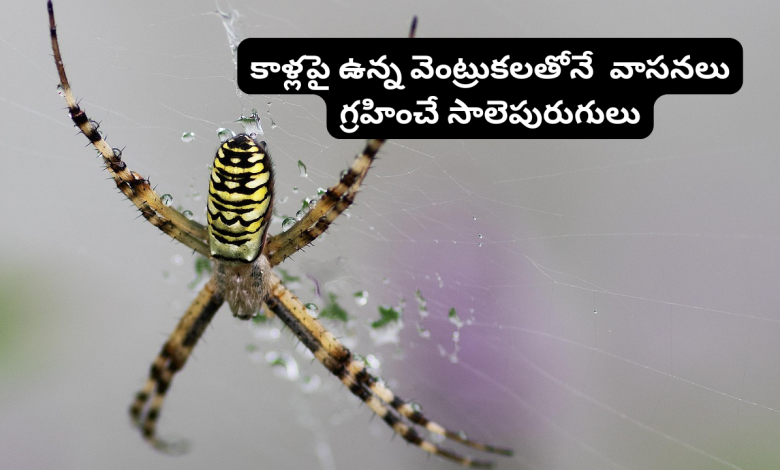 Spiders