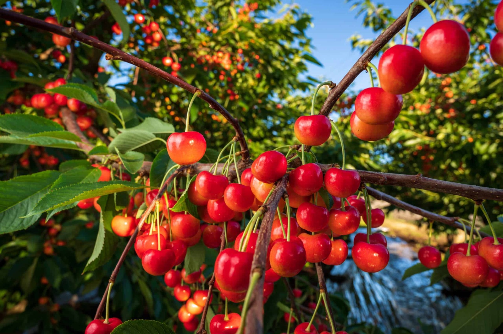 cherries