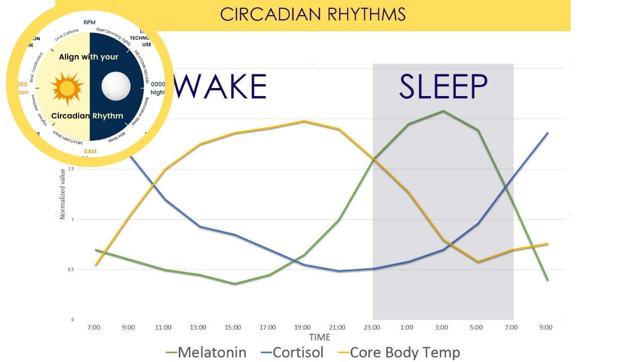 Circadian Rhythm