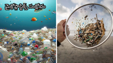 Plastic pollution